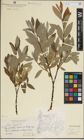 Foto von Salix lapponum L.